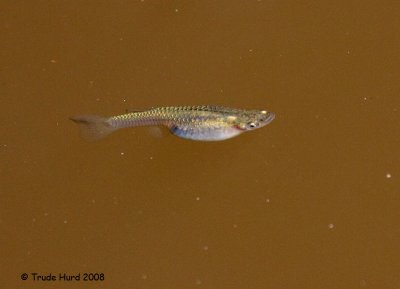 Mosquito Fish, female ready to make more little fishies
