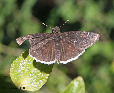 Funereal Duskywing, a skipper with hooked antennae