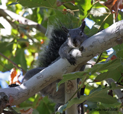 Gray Squirrel just hanging out in the sycamore