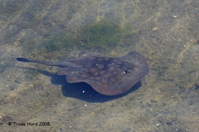 Round Stingray glided over mud in search of clam chowder