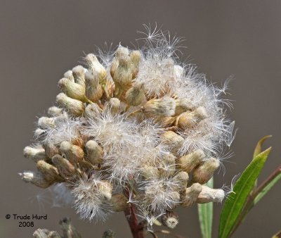 Mulefat seeds await a fresh breeze to travel to a female plant