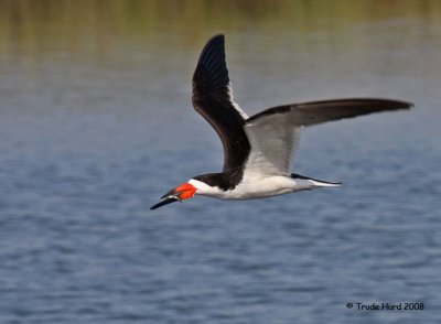 Black Skimmer, successful fishing