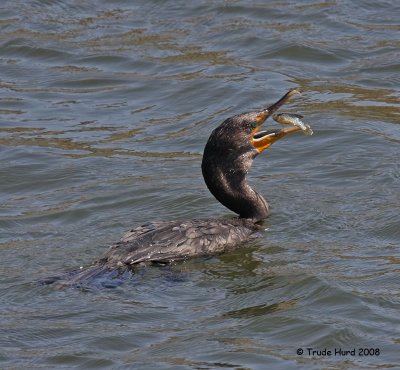 Double-crested Cormorant, also successful