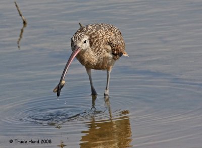 Long-billed Curlew caught a razor clam