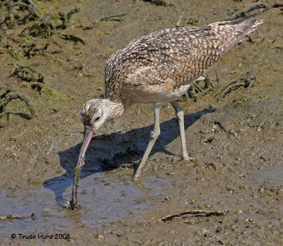 Then decided to eat a reluctant shore crab