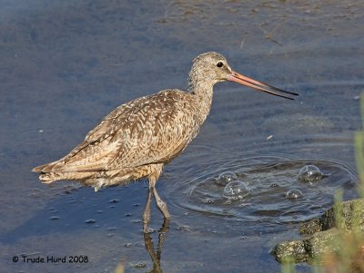 Marbled Godwit caught nothing but air