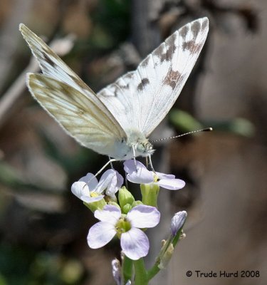 Checkered White sipped sweet sauce from wild radish