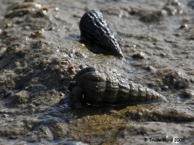 Calif Horn Snail heaved heavy shell over mud with its foot