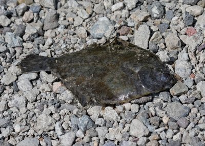 Flatfish out of water is sad fate