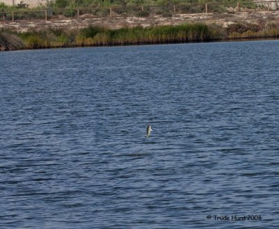 Mullet out of water lives another day