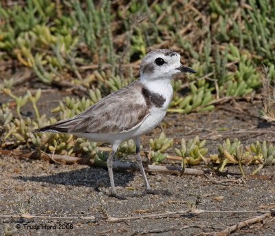 Snowy Plover male still in his alternate plumage
