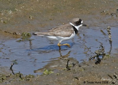 Semi-palmated Plover still in his breeding plumage too