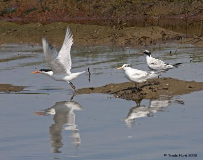 Juvenile Elegant Terns will molt into adult plumage (left)