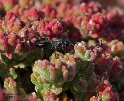 Wasp (see narrow waist) and iceplant