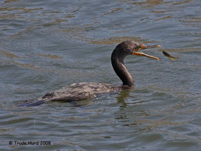 More successful fishing