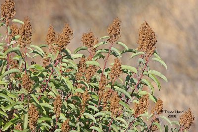 They will re-grow into Laurel Sumac and other coastal sage plants