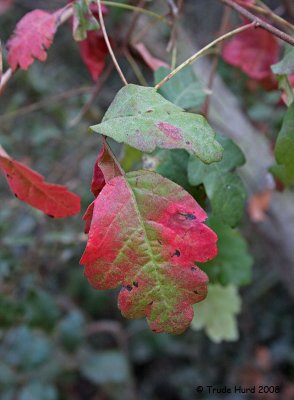 Warned about poison oak which is now turning red