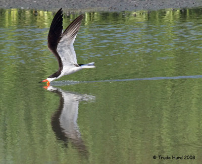 skimmer_ibis_rail_rabbit