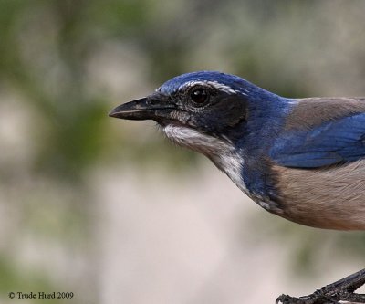 Scrub-jay also busy collecting seeds at the feeders