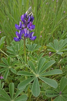 Obviously, Arroyo Lupine is a good sign. . .