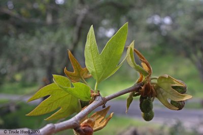 And Western Sycamore producing new leaves after its winter dormancy