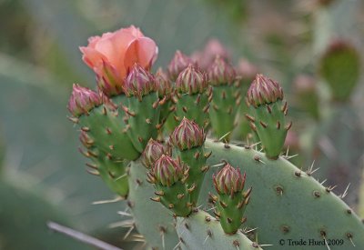 Prickly Pear Cactus flower buds