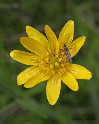Warmer weather brings insects out of winter dormancy like this fly on Calif Buttercup