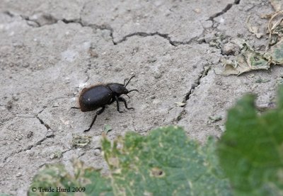 and this Woolly Darkling Beetle...