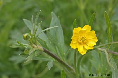 Calif Buttercup