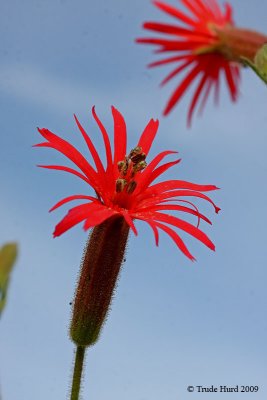 spring_at_santiago_oaks_2009