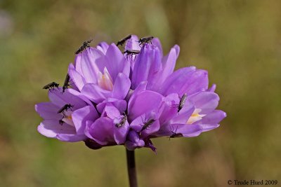 Blue Dichs with beetles