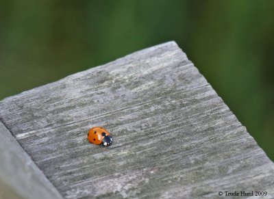 Ladybird Beetle greeting for good luck at start of tour