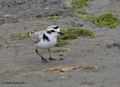 Snowy Plover with incomplete chest band.  It inhabits sandy areas so its colors are paler