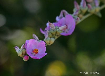 Bush Mallow flowers