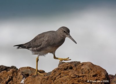 j wandering tattler