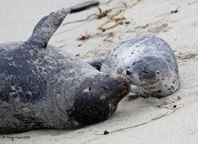 v harbor seal mom and pup
