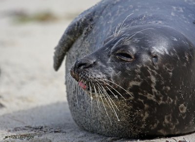 x harbor seal tongue