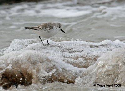 Sanderling in surf