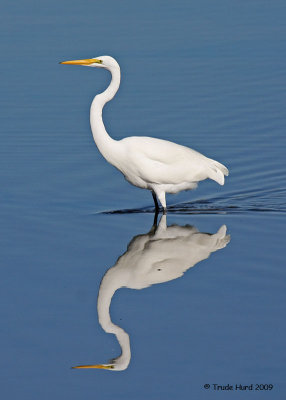 Great Egret