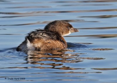 Pied-billed Grebe sees all this fishing