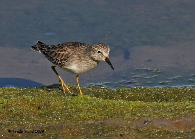 Least Sandpiper, with yellow legs, smallest in the sandpiper family
