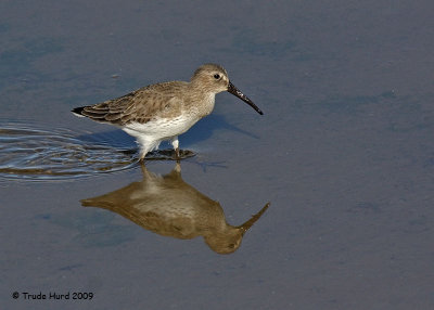 Dunlin is slightly bigger with more droopy bill