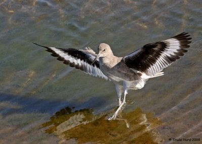 Willet is gray with distinctive wings black and white