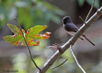 Along the way, saw Black Phoebe, a flycatcher