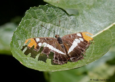 California Sister with major wing damage