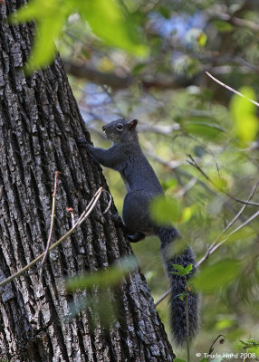 Western Gray Squirrel