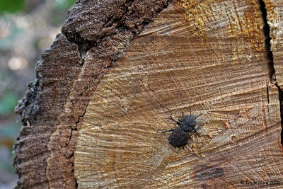 Ironclad Beetle