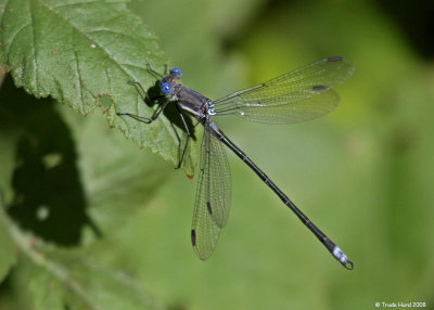 This Great Spreadwing was interesting