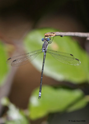 Later informed my sighting was the FIRST RECORD FOR ORANGE COUNTY!