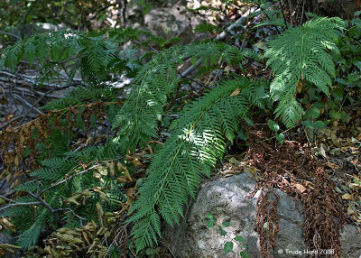 Ferns